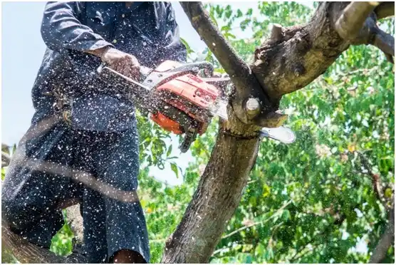 tree services Rose Hill